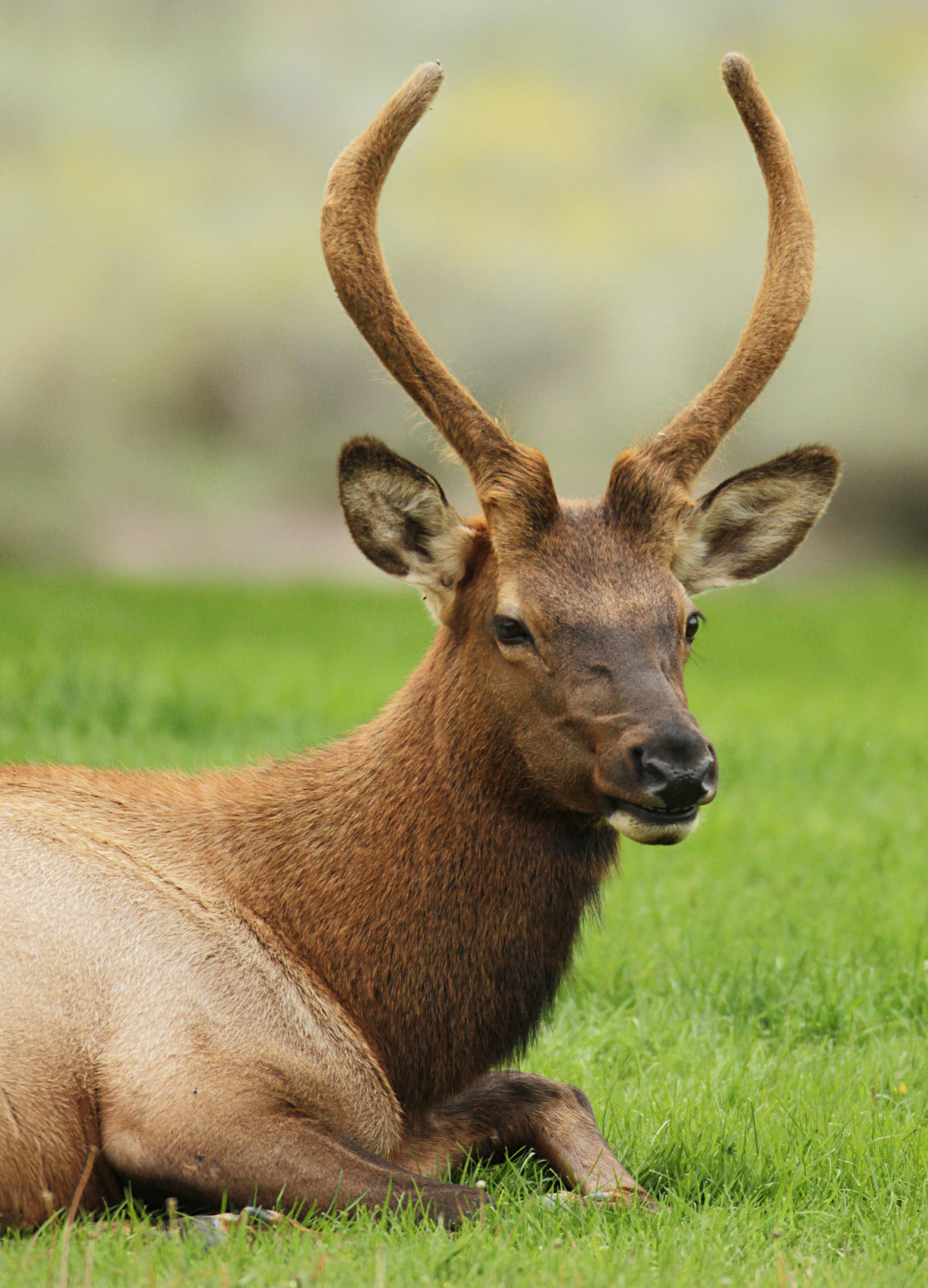 Spike elk
